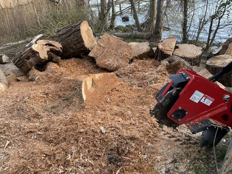 Große abgesägte Baumstamm-Abschnitte, ein Haufen Sägemehl und eine rote Motorsäge auf dem Boden nahe einem Ufer