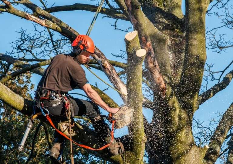 Baumpfleger mit rotem Helm sägt gesichert einen kräftigen Ast in der Krone eines großen Baums, Sägespäne fliegen