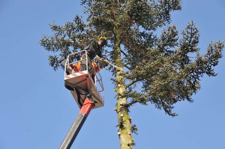 Zwei Arbeiter in einer Hubarbeitsbühne kürzen die Spitze eines hohen Nadelbaums vor blauem Himmel ein