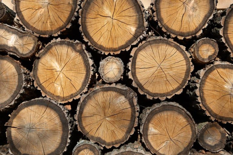 Wald holz hs baumfällung