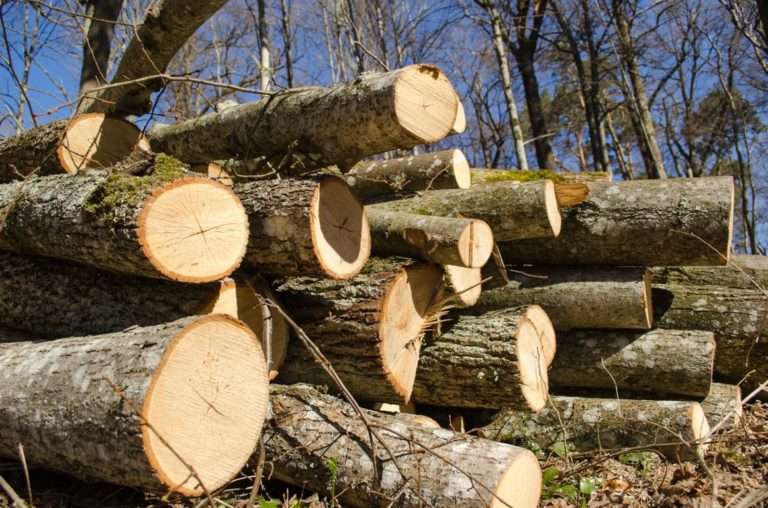 Ein Stapel frisch gesägter Baumstämme mit hellen Schnittflächen liegt im Freien am Waldrand