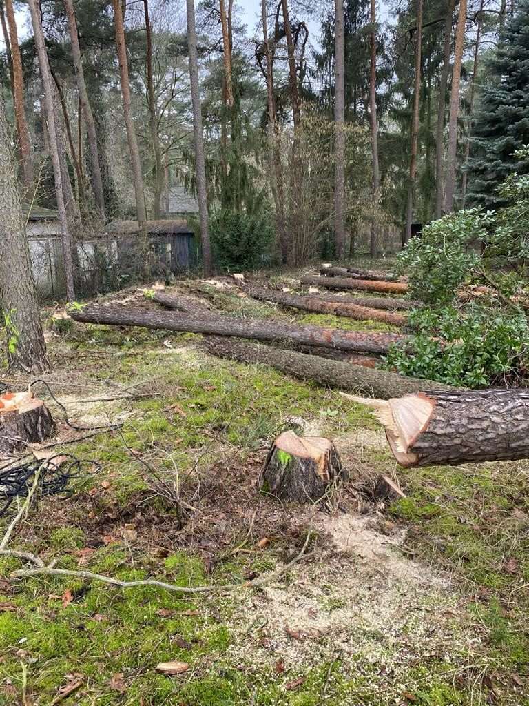Mehrere gefällte Kiefern und frische Baumstümpfe nach einer Grundstücksrodung auf einem Waldgrundstück