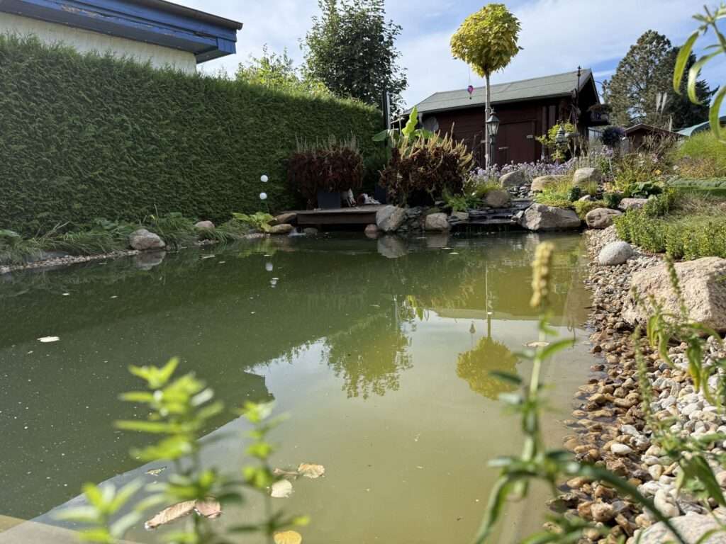 Schwimmteich mit Kiesufer und Holzsteg, dahinter Hecke und Gartenhaus