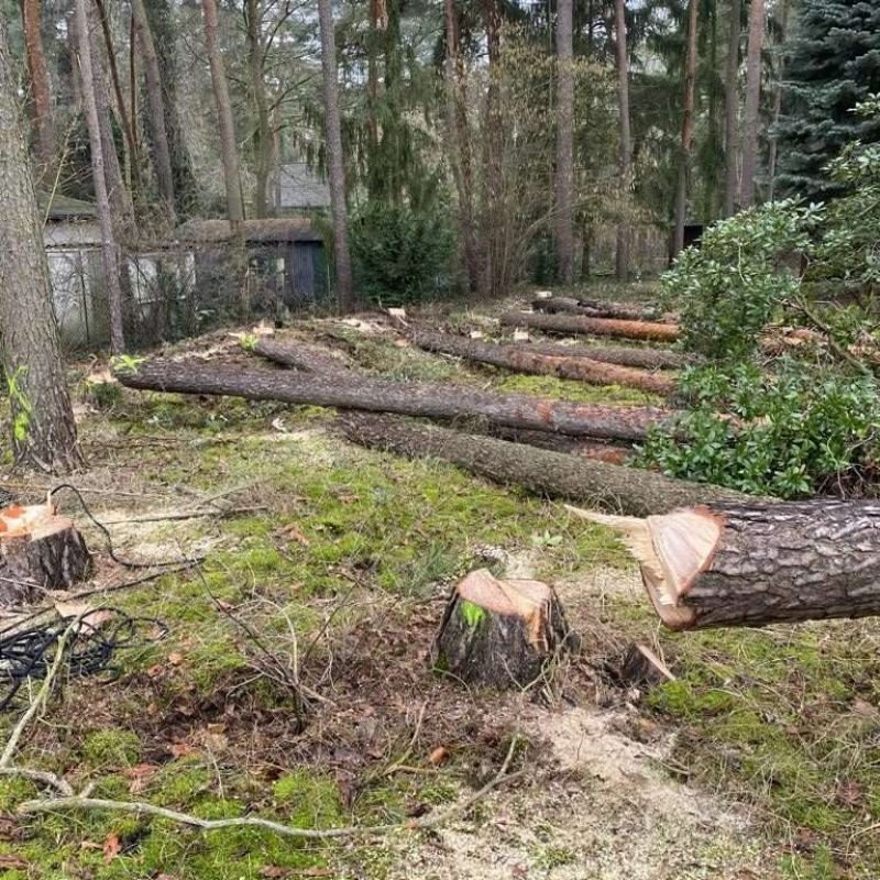 Mehrere gefällte Kiefern und frische Baumstümpfe nach einer Grundstücksrodung auf einem Waldgrundstück