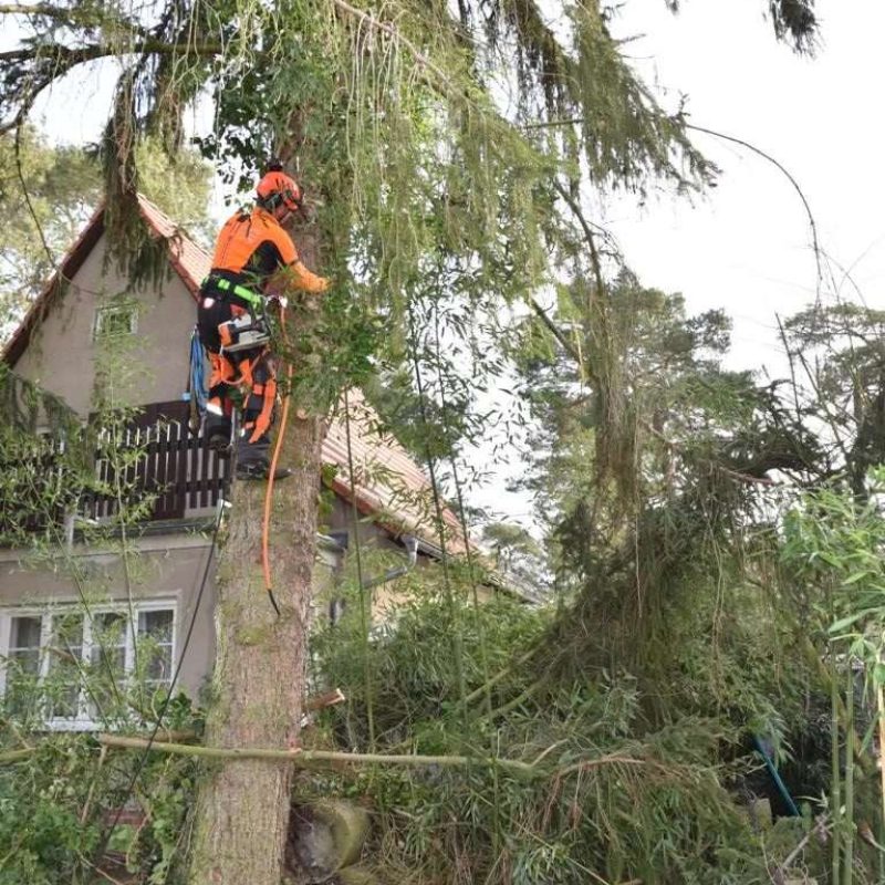 Baumpfleger klettert in oranger Schutzausrüstung hoch in einem Nadelbaum direkt neben einem Wohnhaus