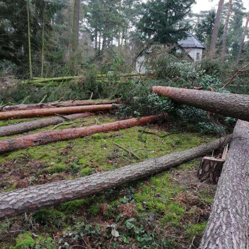 Mehrere gefällte Kiefernstämme liegen nach einem Sturm auf dem Boden eines bewaldeten Gartens